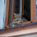 Полосатые дикие кошки. Кот серый полосатый с белой грудкой. Найден кот серый с полосками. Песня а на крышах москвы коты полосатые. Кот на крыше.