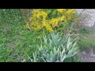 Весенний цветущий Пассау