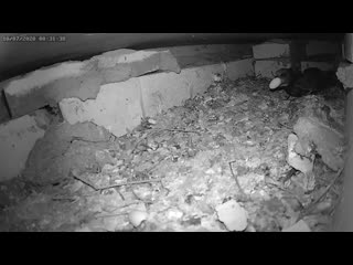 Стрижи выложили второе яйцо  г. - The swifts brought the second egg .