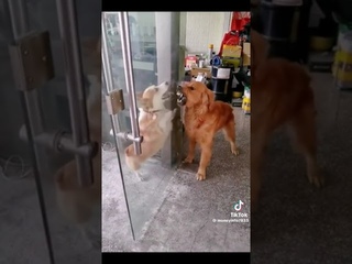 Corgi vs Golden retriever
