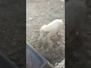 Пьяный день у свиней :) Это нужно видеть!