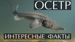 Осетр -  интересные факты
