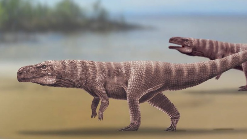 Ancient Crocodiles Walked on Two Legs, Fossil Footprints