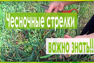 ВЫРАЩИВАНИЕ ЧЕСНОКА!КАК ПРАВИЛЬНО УДАЛЯТЬ СТРЕЛКИ!