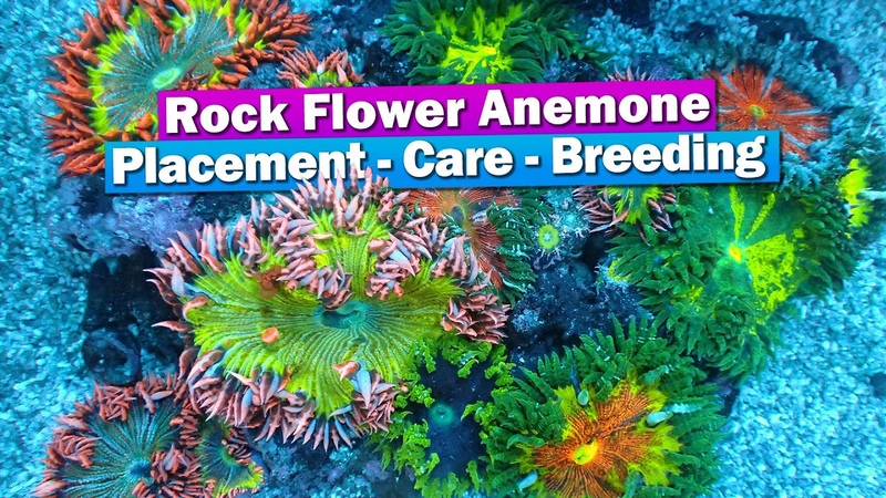 Rock Flower Anemone Care, placement,