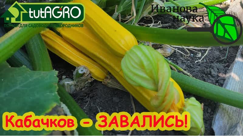 ОГУРЦОВ и КАБАЧКОВ БУДЕТ ЗАВАЛИСЬ без удобрений, но причем