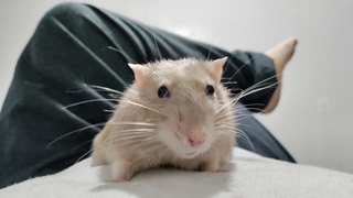 just a rat enjoying the cool fall weather