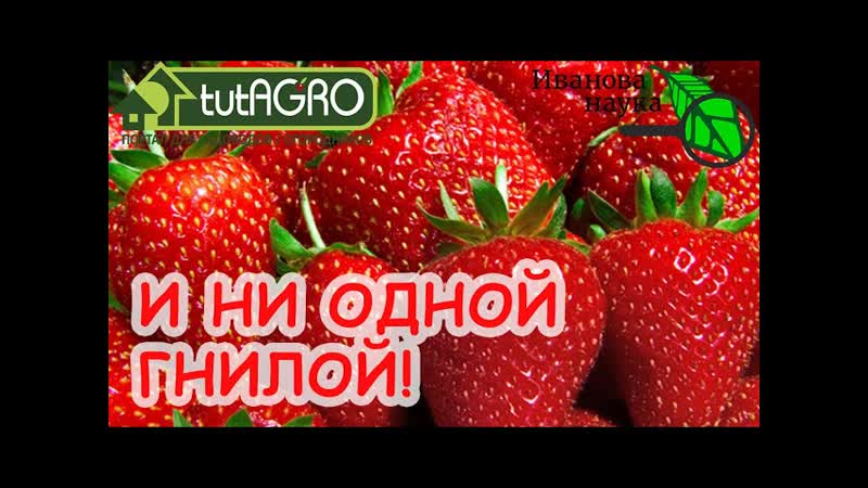 КАК СБОР КЛУБНИКИ ТАК ДОЖДЬ ЧТО СДЕЛАТЬ, ЧТОБЫ ЗЕМЛЯНИКА НЕ