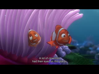 A lot of clownfish had their eyes on this place.