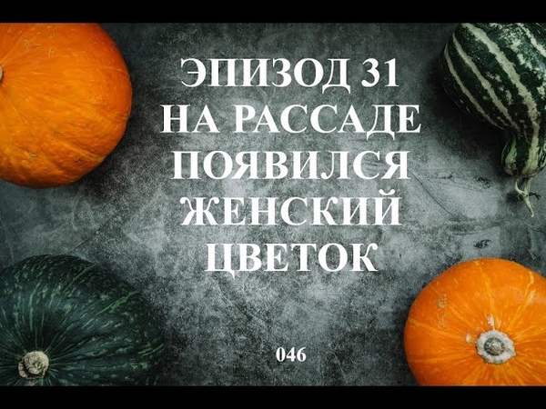 Эпизод 31: На рассаде появился женский
