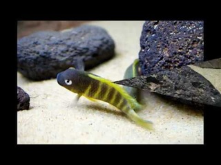 Tropheus brichardi Ujiji dominant male courting - PISCES