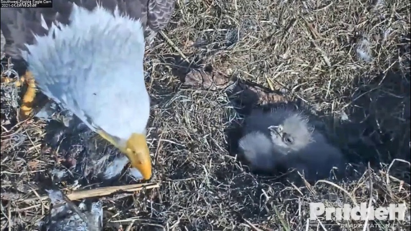 SWFL Eagles Dad Feeds 18 While 17 Sleeps 17 Has a Rude Awakening Little Bonk Pay