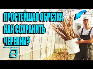 ЗАГОТОВКА И ХРАНЕНИЕ ЧЕРЕНКОВ ВИНОГРАДА. ПРОСТАЯ ОБРЕЗКА ВИНОГРАДА. СЕВЕРНЫЙ ВИНОГРАДНИК 18-21
