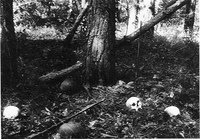 шпыревский лес. митягин "тайна шпыревского леса. шпыревский лес. шпыревский лес 33 армия. шпыревский лес.