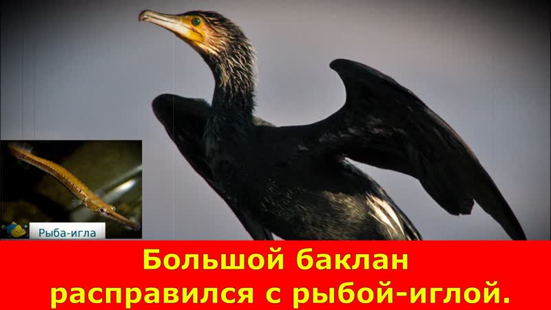 Ейск. Большой баклан расправился с рыбой