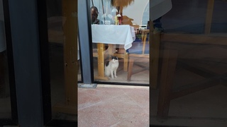 Коты и собаки на набережной МАРИНА БЭЙ #hurgada #хургада #котики #собака #cats #dogs #marina