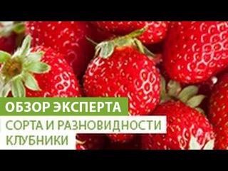 Сорта и разновидности клубники