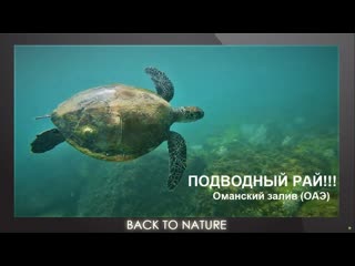 ПОДВОДНЫЙ РАЙ!!! Оманский залив ОАЭ.