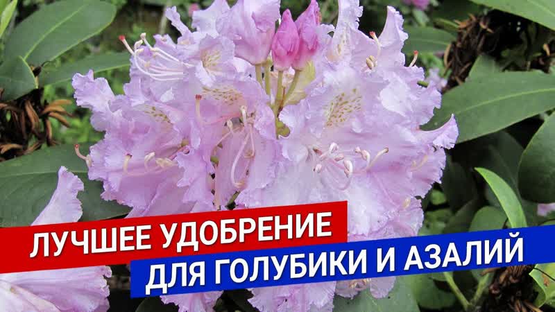 Лучшее удобрение для голубики и