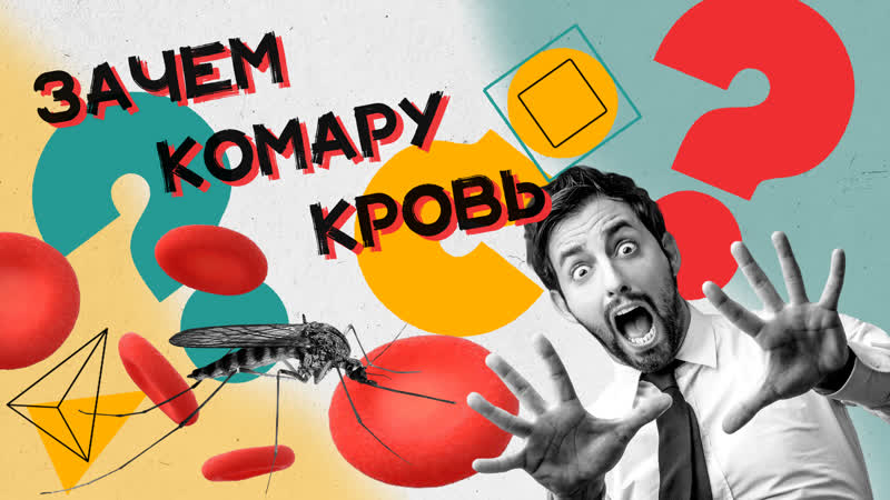 Зачем комары пьют твою кровь Хороший