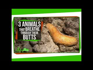 3 Animals That Breathe Through Their Butts