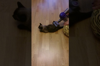 Вам надоела шерсть в доме