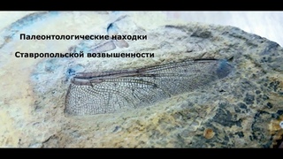 Палеонтологические находки Ставропольской возвышенности