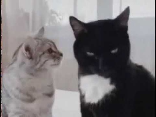 Ну что молчишь то, дядь Вася