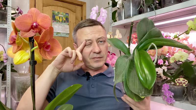 Расстаюсь с ОРХИДЕЯМИ навсегда, больше обзоров НЕ БУДЕТ