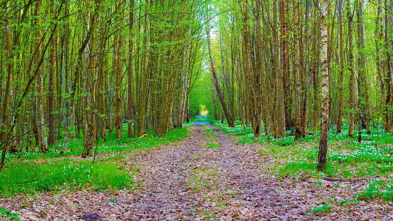 Healing power of nature sounds, Sounds of the forest, Relaxation film, Forest in 4