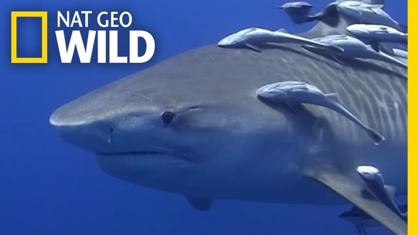 Take a Deep Dive With Tiger Sharks, Nat Geo