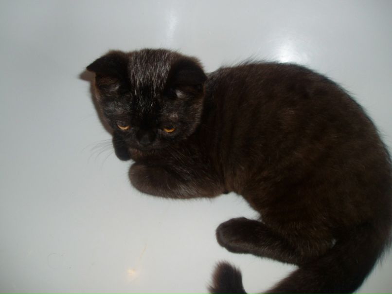 Маргарита Облогина | Houston