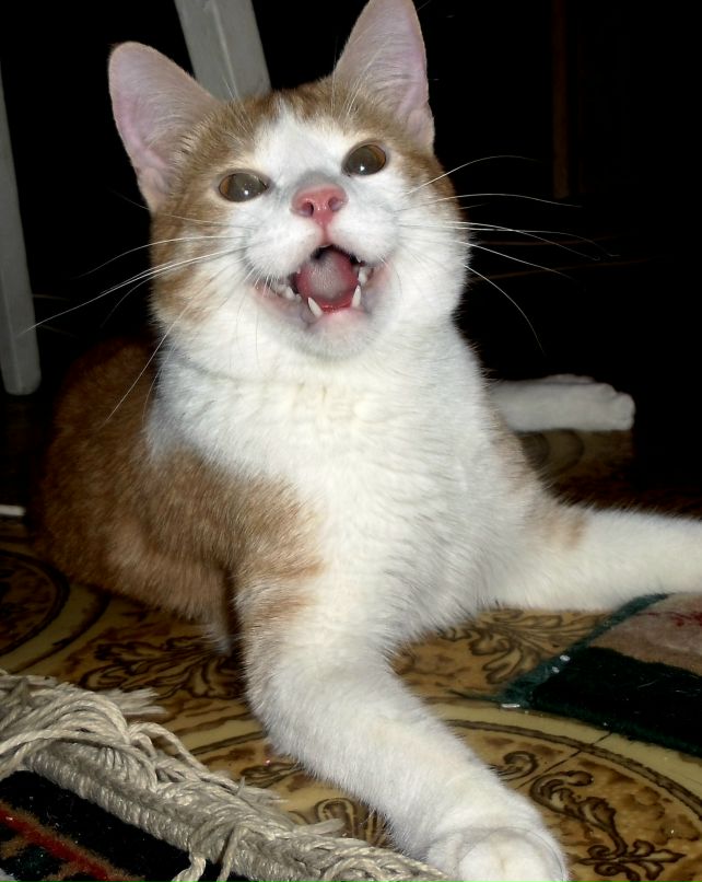 Анастасия Козинцова | Одесса