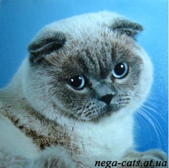 Анатолий Давыденко | Запорожье