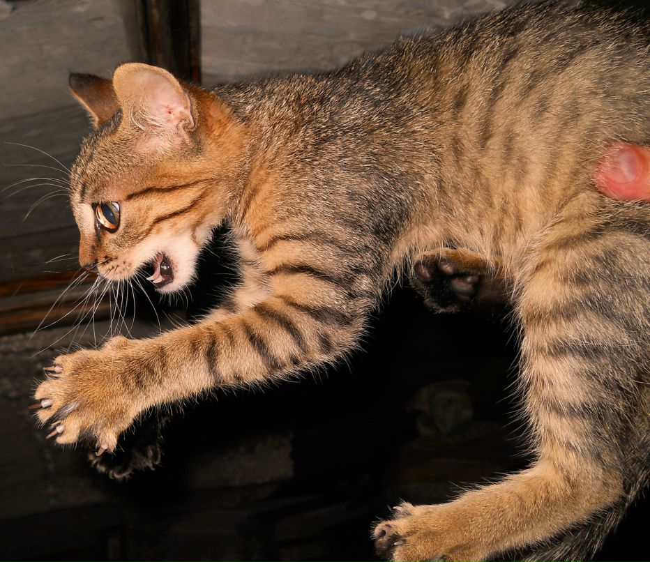 Натали Талова TALA | Киев