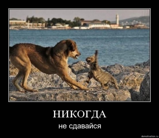 Князь Шереметьев | Брянск