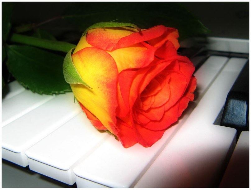 Надежда Свистунова | 