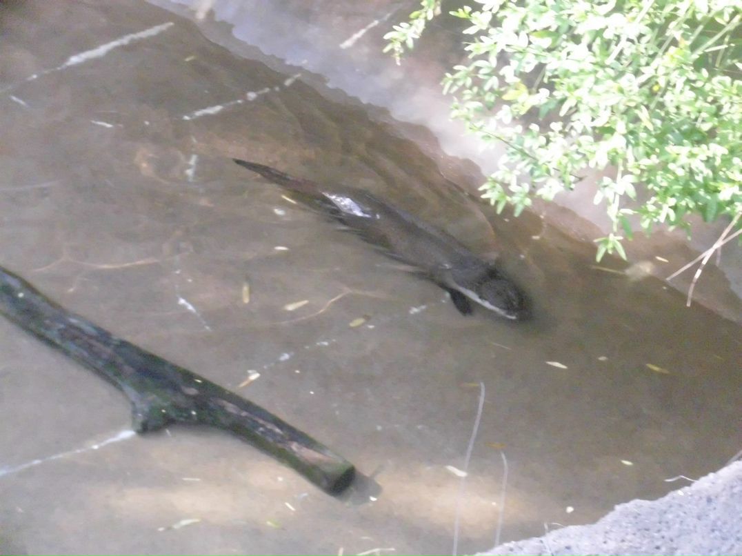 Alexandr Oseev | Magdeburg