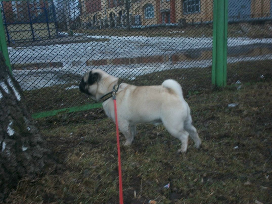 Лена Тенетко | Псков