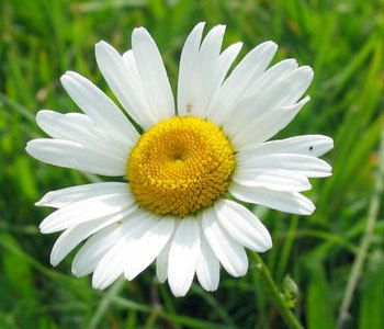 Іринка Пилип'як-Шуфан | 