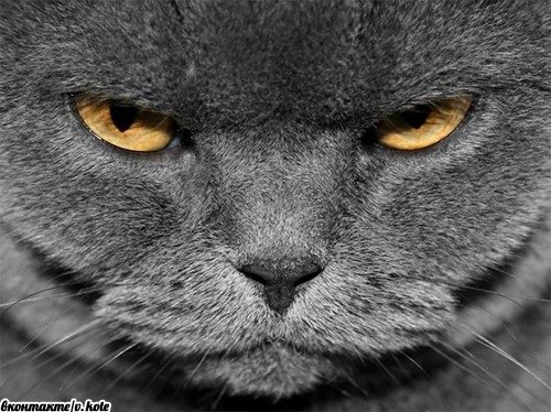 Михаил Перекрест | 