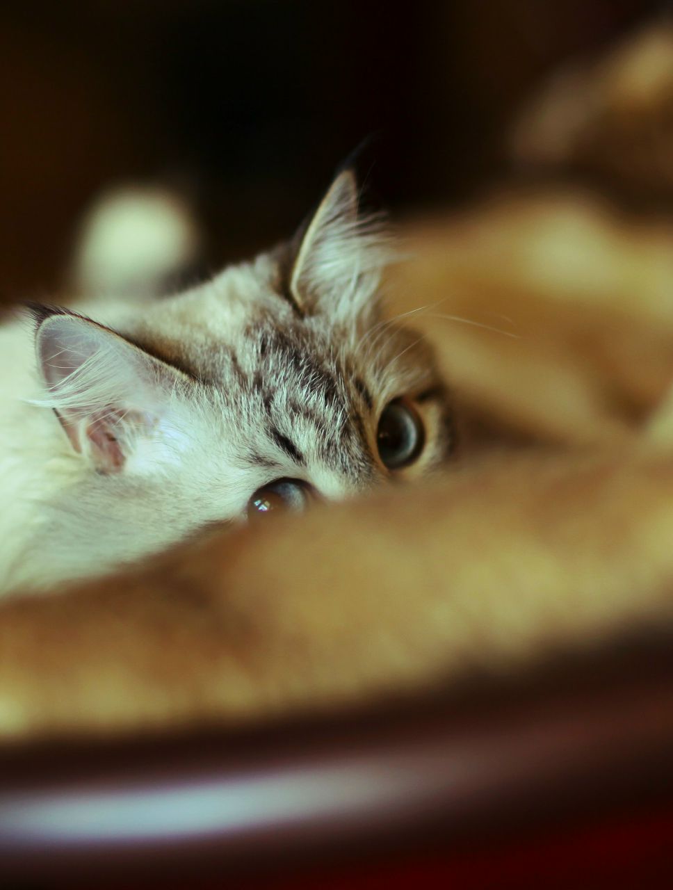 Николай Мозалевский | Череповец