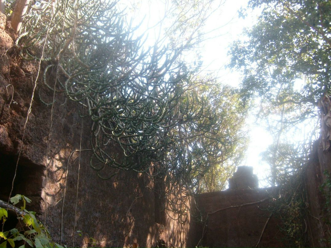 Ирина Бархатова | 