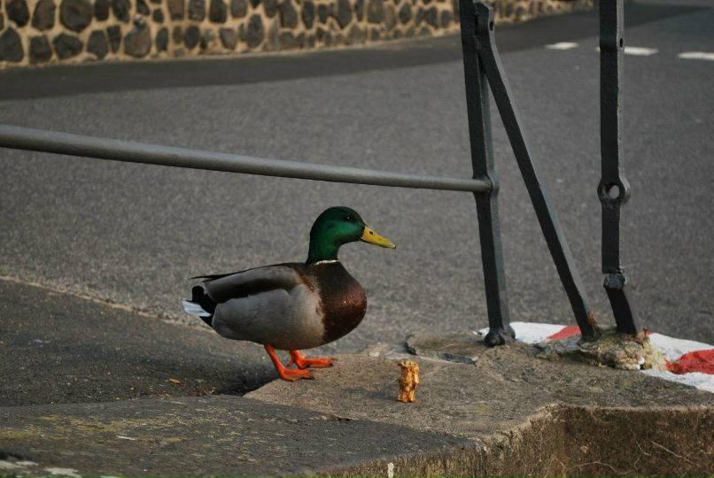 Дарья Моргачева | Москва