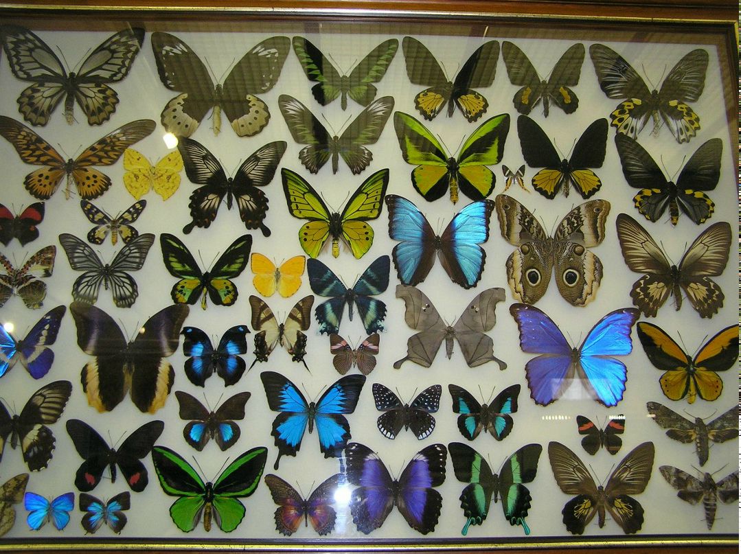 Княжна Тараканова | Санкт-Петербург