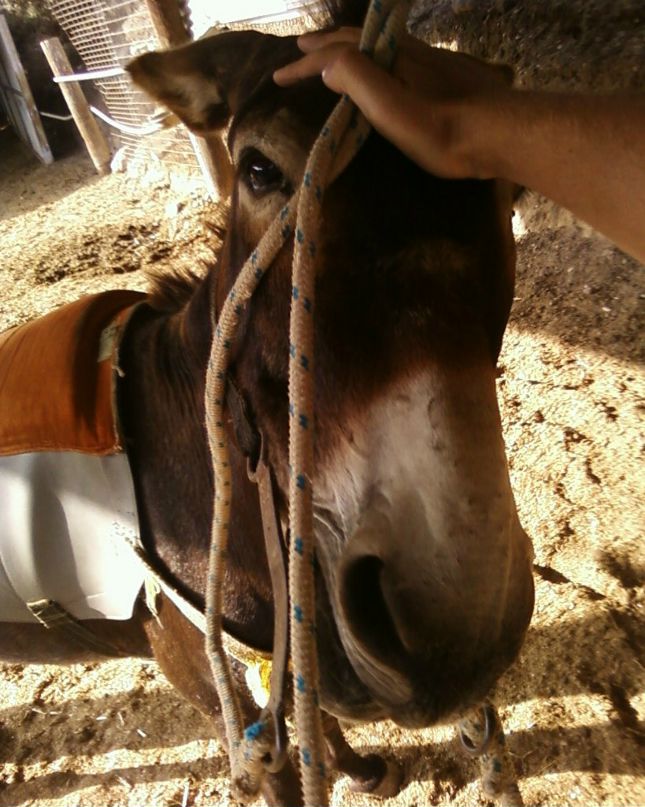 Aleksey Damer | Москва