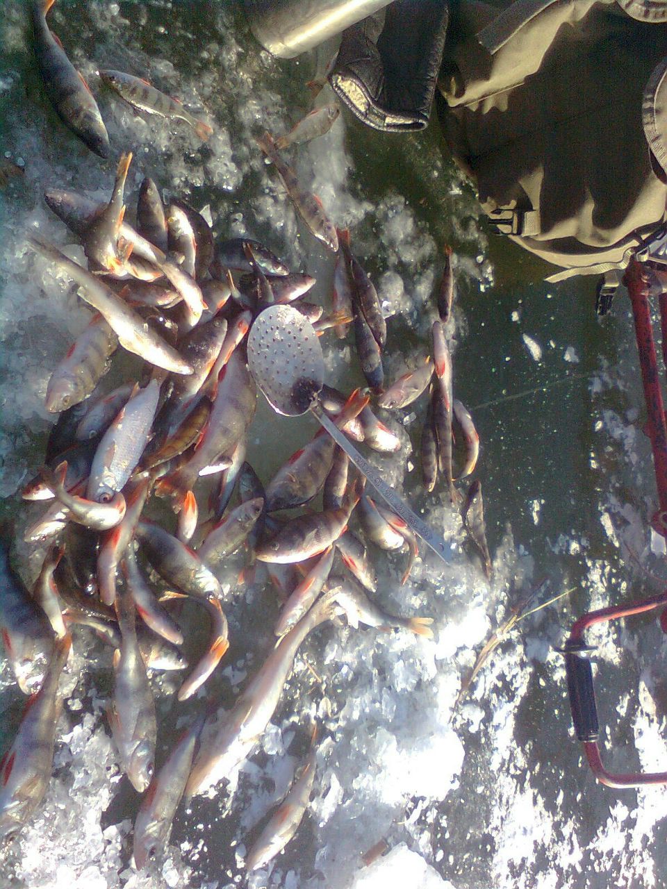 Виктор Шадрин | Днепр (Днепропетровск)