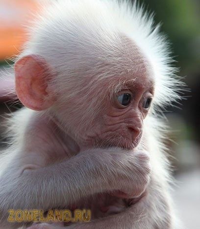 Яна Николаева | Йошкар-Ола