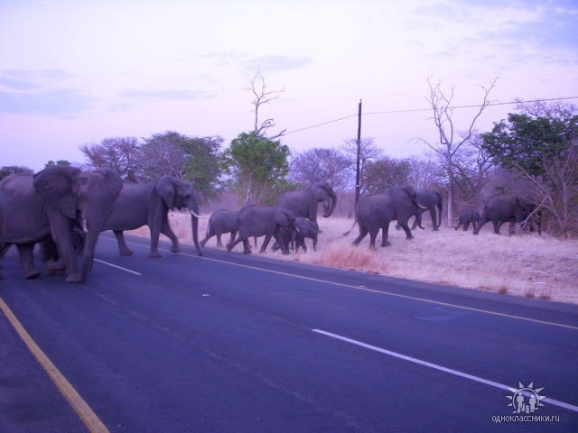 Елена Жарова | Москва