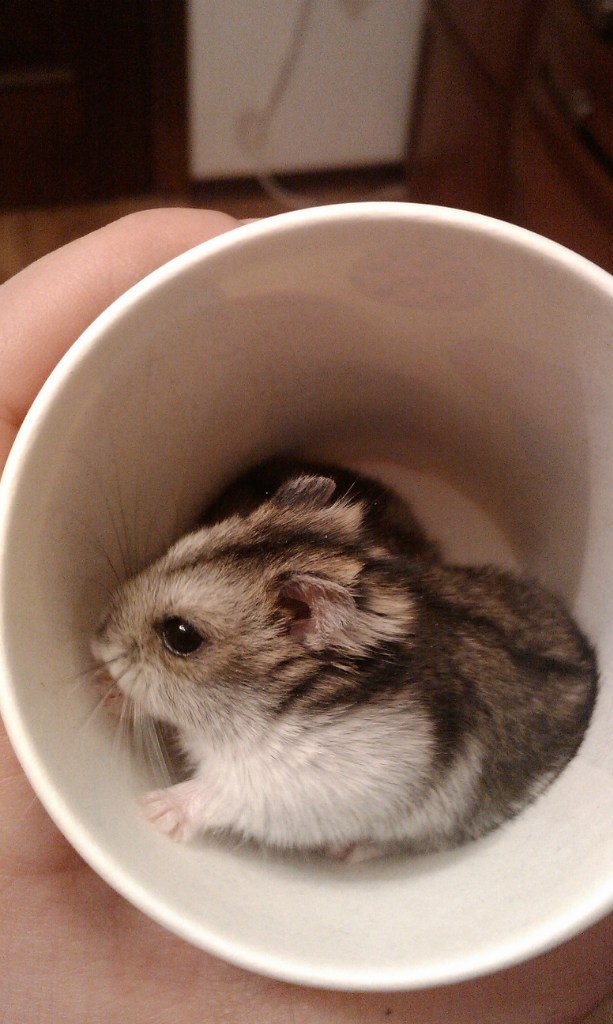 Вероника Малоненкова | Санкт-Петербург